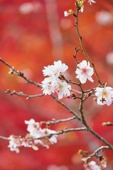 🌸 센미 사계절 벚꽃 마을 (센미 시키자쿠라노 사토) 이미지 7